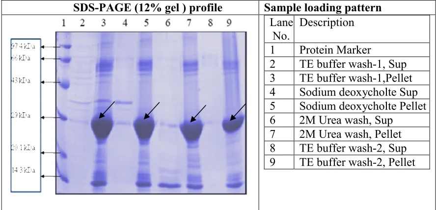 Figure.7 Inclusion bodies wash.