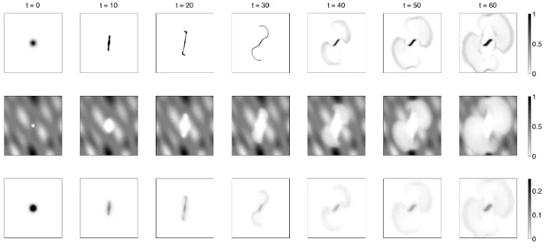 Figure 4:Simulation results of model (13) with cell-cell adhesion coef-ﬁcient Scc(t)=S(H)cc (t; 0.5, 0.02, 30) and proliferation rate µ1,1(t)=µ(H)1,1 (t; 0, 0.1, 30)