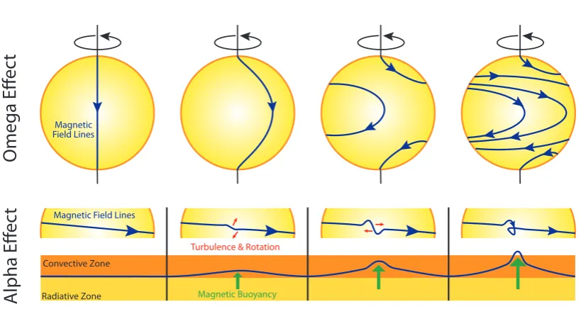 Figure 1.3: The two processes involved in the αΩ dynamo.The top panel shows howdifferential rotation causes the magnetic ﬁeld lines to wind around the equator of the star.This process both stretches and strengthens the ﬁeld lines