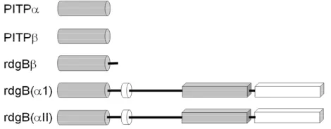 Figure 1. Gene structure of PITP-domain proteins. Grey cyl-inder is PITP-like domain, white cylinder is the FFAT region of ER binding, the grey box is the DDHD region, and the white box is the LSN2 region