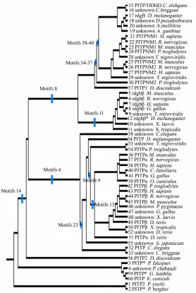 Figure 3. Phylogenetic tree for 56 PITP family proteins. A strict con-the text. The blue lines show which sequence motifs are uniformly as well as the motif sequence, analyzed via parsimony as described in sensus tree was derived from the presence/absence 