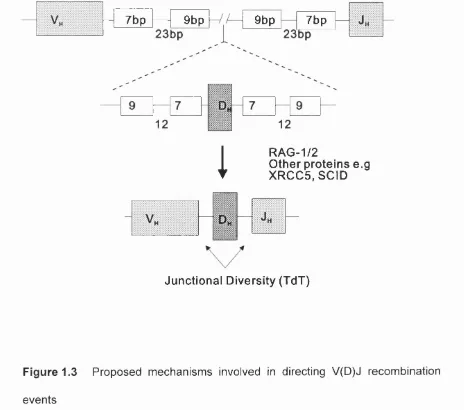 Figure 1.3 Proposed mechanisms involved in directing V(D)J recombination 