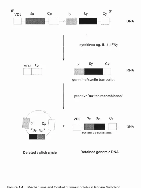 Figure 1.4 Mechanisms and Control of Immunoglobulin Isotype Switching