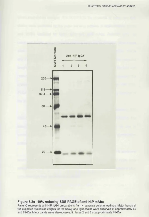 Figure 3.2c 10% reducing SDS-PAGE of anti-NIP mAbs