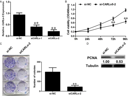 Figure 2. Effect of CARLo-5 on cell proliferation. A. qRT-PCR analysis of CARLo-5 expression following treatment of SGC-7901 cells with two specific siRNAs targeting CARLo-5