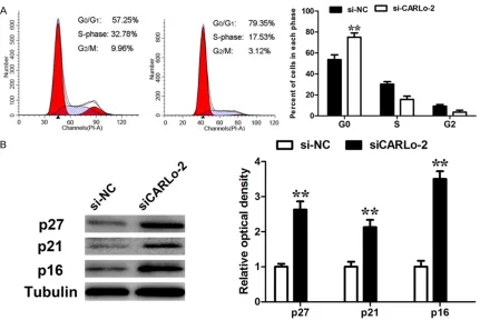 Figure 3. Effect of CARLo-5 on cell cycle. A. Cell cycle analysis determined the relative cell numbers in each cell-cycle phase after propidium iodide staining of CARLo-5-downregulated SGC-7901 cells