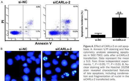 Figure 4. Effect of CARLo-5 on cell apop-tosis. A. Annexin V/PI staining and flow cytometry analysis assessing apopto-sis in SGC-7901 cells after si-CARLo-2 transfection