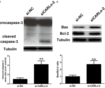 Figure 5. Effect of CARLo-5 on cell apoptosis. Changes in pro-apoptotic factor caspase-3 activation (A) and Bax/Bcl-2 ratio (B) were shown by western blotting analysis and normalized to Tubulin after si-CARLo-2 transfection