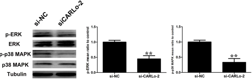 Figure 6. The effects of CARLo-5 downregulation on ERK/MAPK pathway. Changes in ERK and p38 MAPK activation were shown by western blotting analysis after si-CARLo-2 transfection