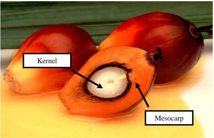 Figure 2.2: Structure of palm nuts [11] 