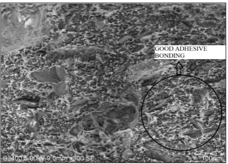 Figure 11.  SEM analysis of D3 sample 