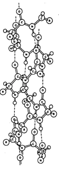 Figure 1.16: Structure of an a-helix.