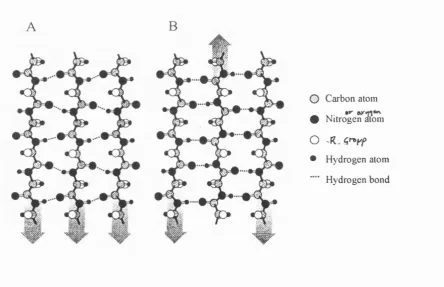 Figure 1.17: (A) Parallel P-sheet and (B) Antiparallel P-sheet.