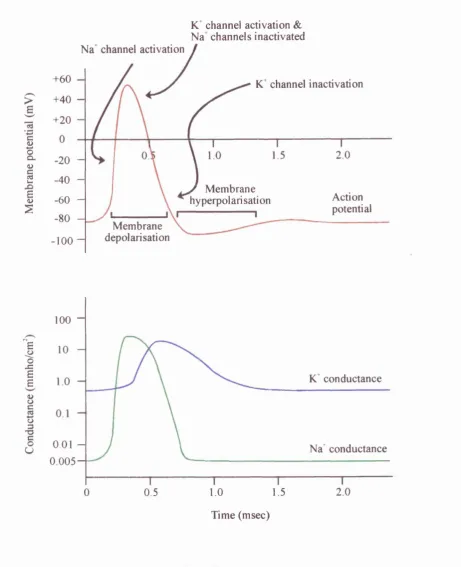 Figure 1.24: Representation of a typical action potential, and the corresponding Na^ and K conductance changes during the action potential course.
