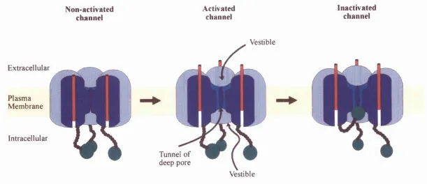 Figure 1.26: Schematic model of activation and N-type inactivation of voltage-dependent K channels.