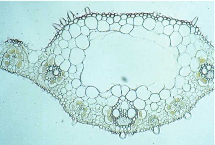 Figure 8. Cross section of leaf of Diplache fusca subsp. uninervia (Snow 5916-F) displaying nearly identical midrib anatomy as that of subspecies muelleri (see Fig