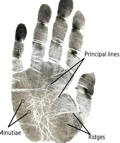 Fig. 2  Human palmprint with line features 