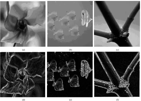 Figure 10. Results of the parallel program of contour detection using Sobel operator. The input images of the program are: (a) flower, (b) fishes and (c) tree branch, figures (d), (e) and (f) are the resulted output images (respectively) 