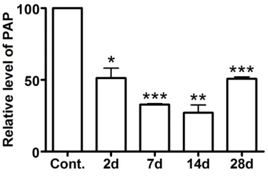 Figure 1. Down-regulation of PAP mRNA in rat DRGs after peripheral nerve injury. RT-PCR revealed that the level of PAP mRNA in L4 and L5 is markedly re-duced in the DRG at the 2nd day after peripheral nerve injury, reaches the bottom at the 14th day and be