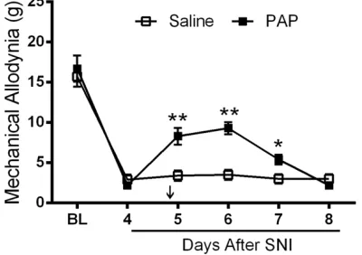 Figure 4. PAP mRNA is primarily expressed in nonpeptidergic DRG neurons. Data of ISH combined with IHC showed PAP mRNA and NF200 (A-C) or IB4 (D-F) revealed that just most PAP mRNA-containing neurons do not coexpress NF200 (arrows in C) and most PAP mRNA i