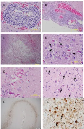 Figure 2. (A) Grey seal (Halichoerus grypus) cerebrum showing expanded Virchow Robin space containing lymphocytes