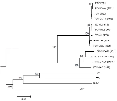 Figure 1. Evolutionary relationships of phocine distemper virus (PDV) isolates to the other morbilliviruses