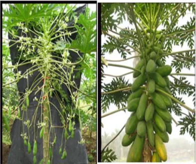 Figure 2.1: Papaya tree and fruit (Jiménez et al., 2014) 