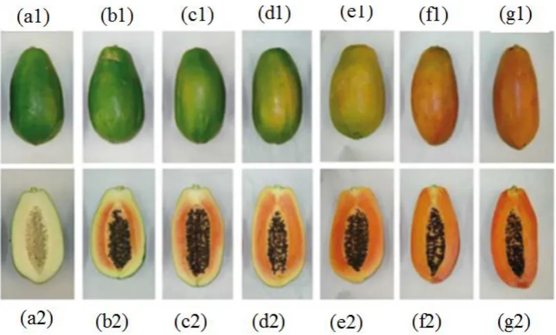 Figure 2.2: Papayas maturity stage description (Basulto et al., 2009) 