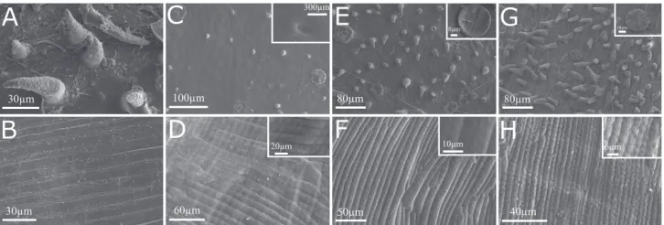 Figure 4. Vertical lines show fruit and seed surface, respectively. A–B P. aromatica C–D P