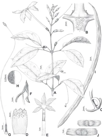 Figure 5. Pachyptera aromatica: A Flowering branch B Interpetiolar region with extra-floral nectaries (EFNs) and prophylls of the axillary buds 3-seriated, triangular and minute C Trifid tentril D Open calyx (external view) E Open flower showing the androe