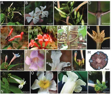 Figure 2. Sample of morphological features of flattened, ensiform and seriated flower lobes Pachyptera
