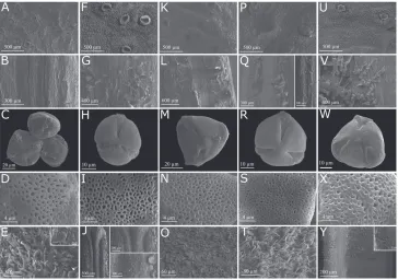 Figure 3. Vertical lines show calyx with patelliform glands, region of stamen insertion, pollen grains, detail of pollen exine and ovary surface variation in all species of Pachyptera, respectively