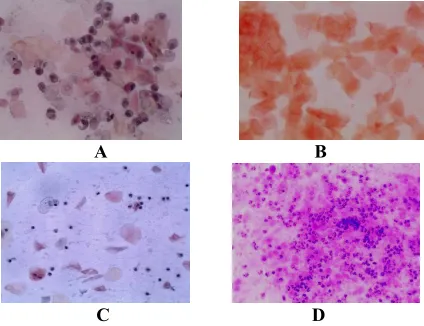 Figure 1:  Shows daily vaginal smear obtained as explained in materials and methods from a single female rat was stained with Papanicolaou stain.