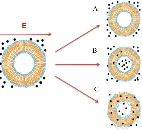 Figure 1.1: Cell exposed to an external electric field. (A) No effect, because the field is too small to cause permeabilization