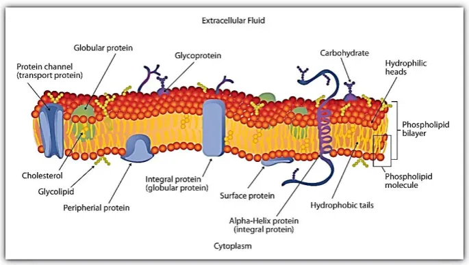 Figure 2.3: A diagram of a cell membrane (http://www.vance-miller.net/2016/08/download-free-cell-membrane-coloring-sheet) 
