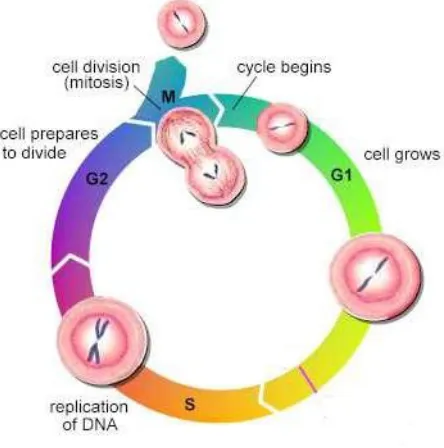 Figure 2.4: Cell cycle diagram (Cooper & Hausman, 2000) 