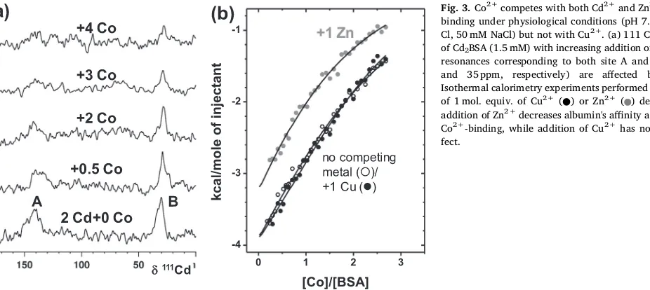 Fig. 3. Co2+ competes with both Cd2+ and Zn2+ for albumin