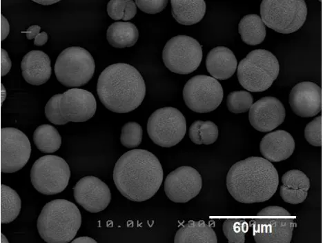 Figure 2. Petrification of film could be isolated from the agar surface (C). Magnified observation indicated that the mineralized thin dasiussodium acetate, and 7 mM strontium chloride