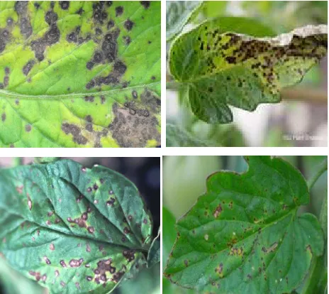 Figure 5. Septoria leaf spot symptoms on tomato plant.                                        