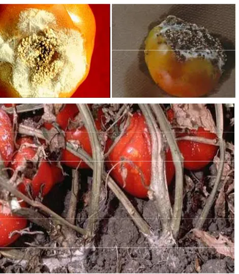 Figure 21. Mycelia and sclerotia of on tomato fruit.  