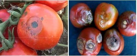 Figure 14. Circular sunken lesions on ripening tomato fruit caused by anthracnose.  