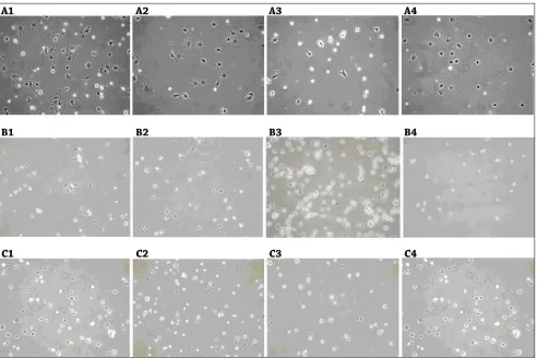 Figure 1. Stem cells isolated from bone marrow (A), adipose tissue (B), hair follicle (C) 30 minutes after seeding on plates coated with fibronectin (1), collagen IV (2), laminin (3) and poly-D-lysine (4)