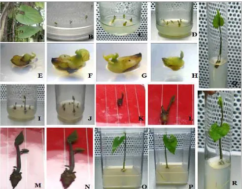 Figure 1. Different stages of in-vitro regeneration of A. saccata from nodal explant. A = plant in wild condition,                 B = inoculation of nodal explants in MS medium, C-D = initial days after inoculation in MS medium, E-H = direct organogenesis