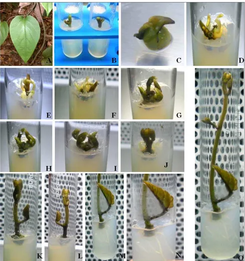 Figure 2. Different stages of in-vitro regeneration of A. cathcartii from nodal explant