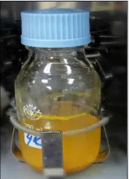 Figure 1. The inoculated flask containing the submerged fermentation medium of mandarin peel wastes