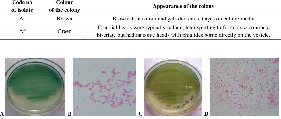 Figure 1. Showing colony colour on plates and microscopic view of Ps-I (A and B) and Ps-II (C and D)