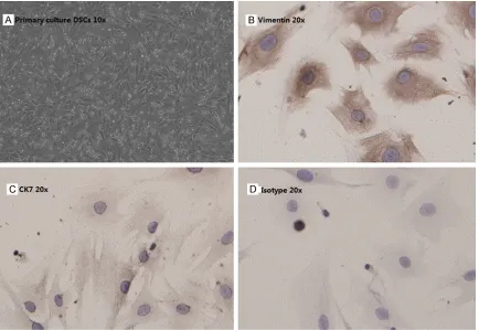 Figure 2. Primary culture of DSCs (A) were characterized by positively staining for vimentin (B) but not CK7 (C) in the cytoplasm, while negative controls (D) showed no staining.