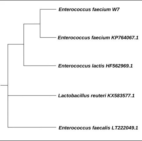 Figure 1. The neighbor-joining tree based on 16SrRNA gene sequences showing the positions of faecalis Enterococcus W7 and related strains in GenBank