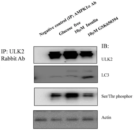 Figure 1. HE293 cell autophagy activity in response to insulin or GSK650394 treatment