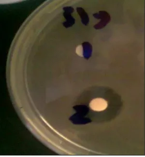 Table 5. Growth patterns and mycelial colouration of the tested isolate Streptomyces ASU319 on different media